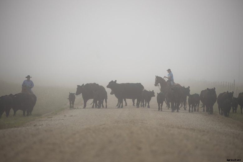 cattle in fog